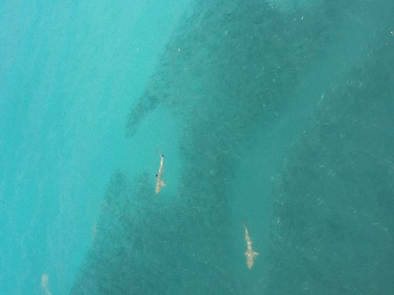 Reef sharks "herding" fish 