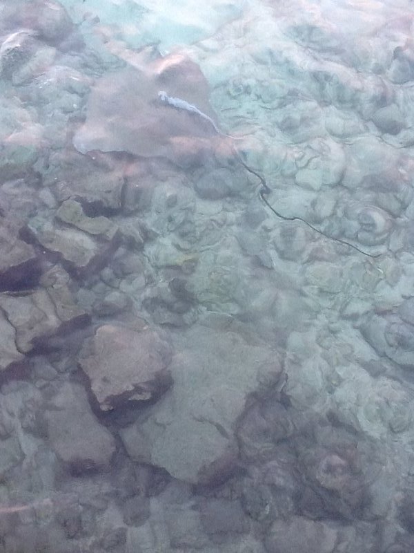 Whiptail Ray and traveller fish 