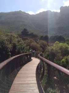The tree canopy walkway with spectacular views 