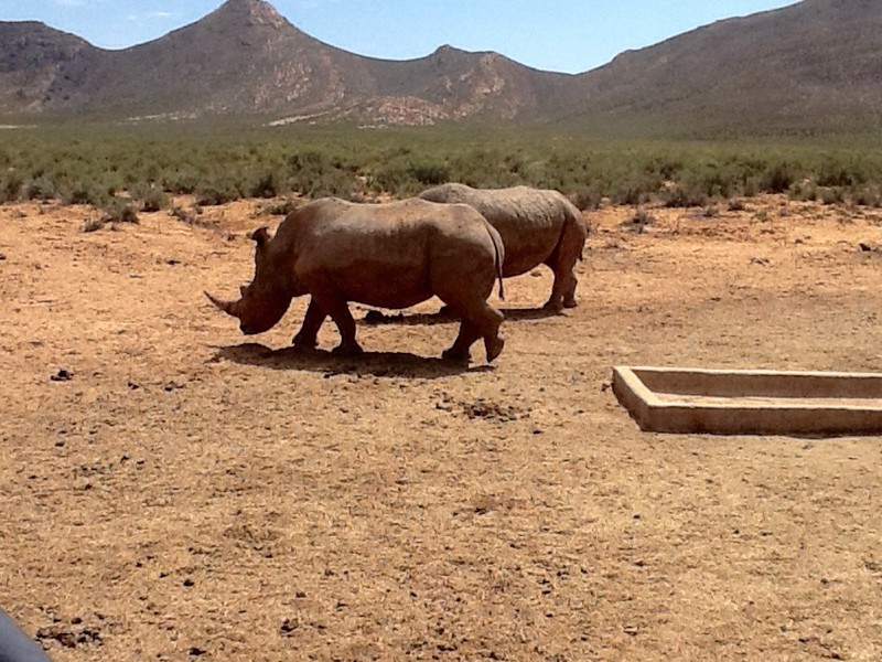 Rhino strolling 