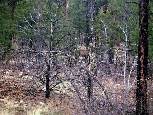 Elk in National park