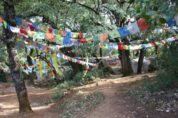 Woods around temple, Dali
