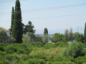 View from our Balcony, Olive Trees in the foreground