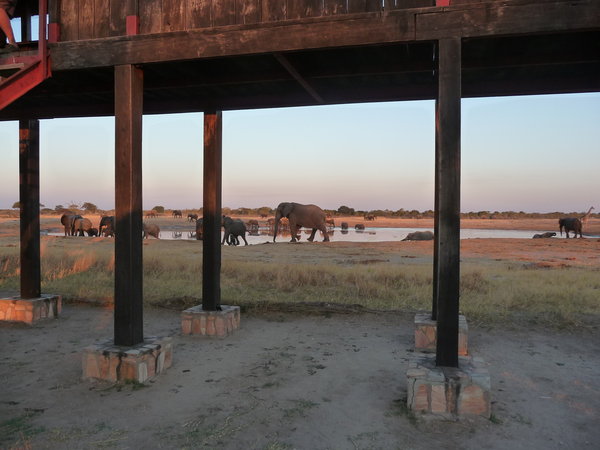 Hwange elephants