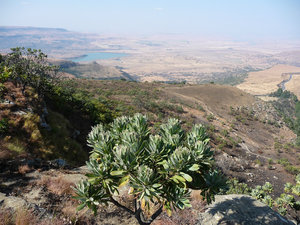 Beyond the protea a beautiful view