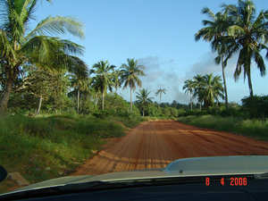 Green palm and red road 