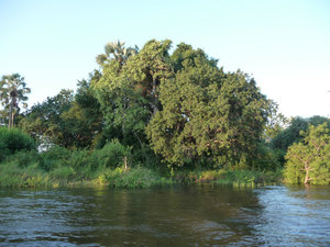 Growing in the Zambezi