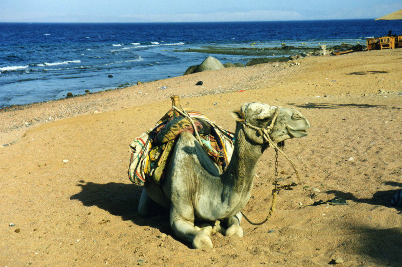 Camel nap