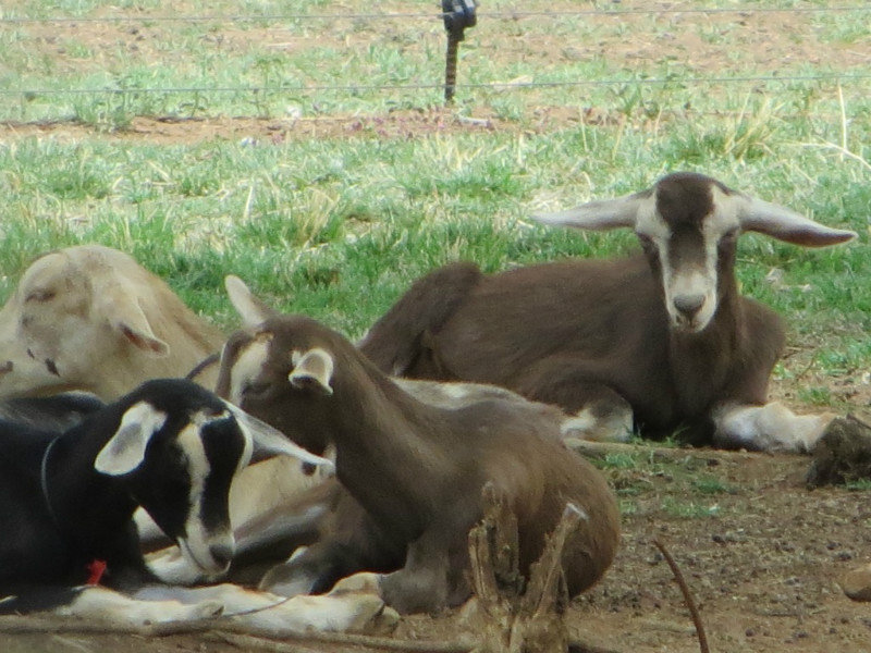 Sleepy goats