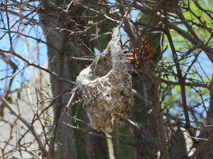 Intricate little nest