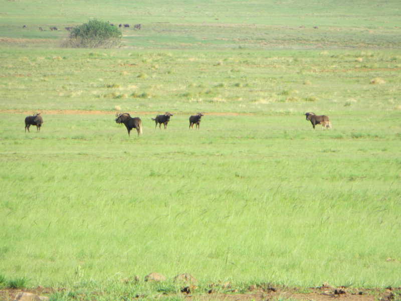 Wildebeest ready to run