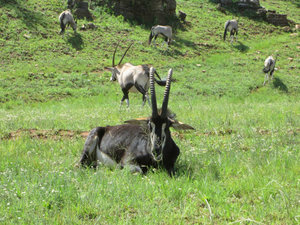 Sable antelope & Gemsbok