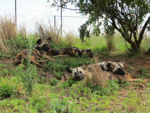Painted dogs - apt name for wild dogs