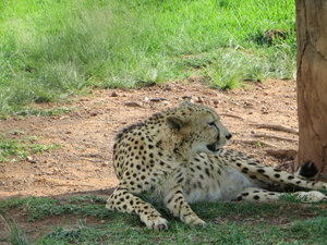 Cheetah, another beautiful cat