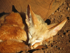 Cutie no 6 - another fox!