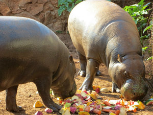 Pygmy hippo
