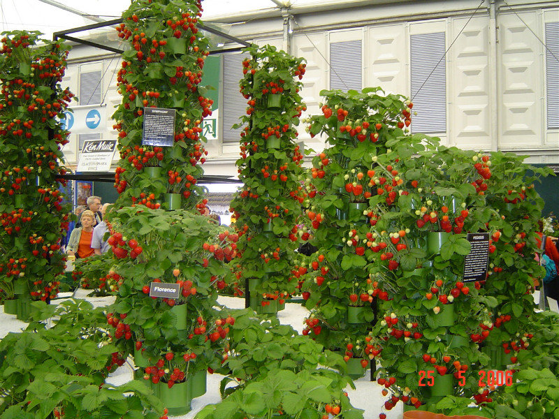 Strawberry towers