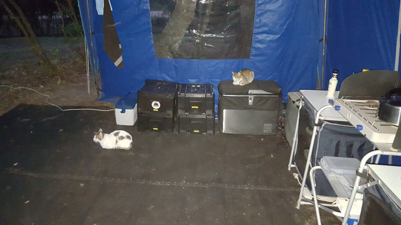Camps cat's take over