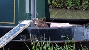 Even cats live on boats