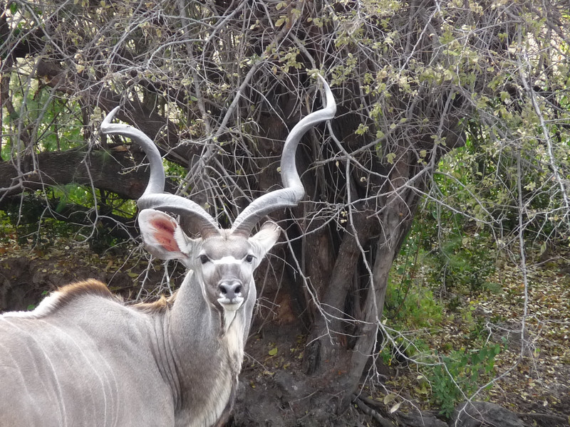 Beautiful kudu