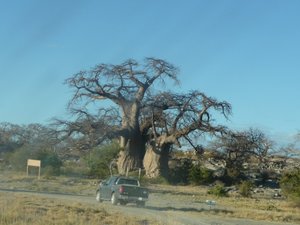 Impressive baobabs