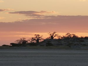 Baobabs and Kubu island