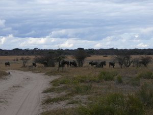 Wildebeest at Khama