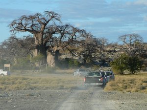 Magnificent baobab