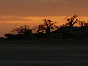 Baobab sunset silhouette