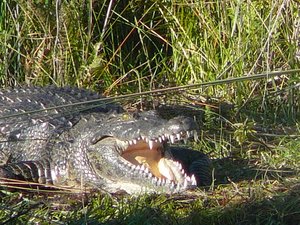 Croc yawn