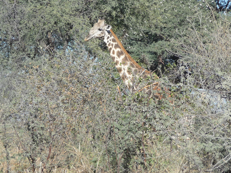 Giraffe peeking