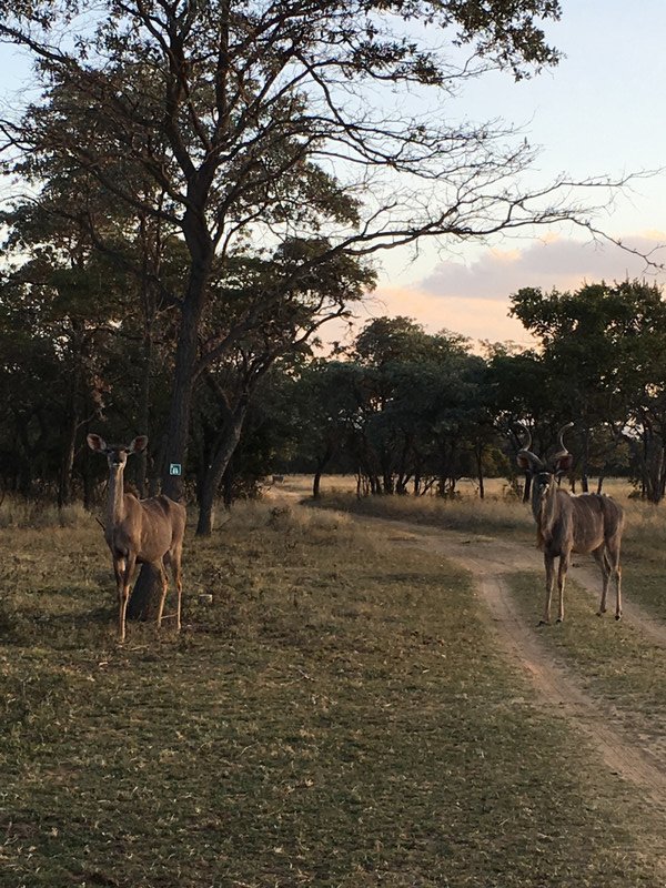 Kudu waiting for food
