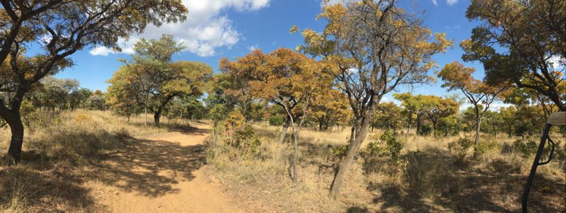 Autumn colours in the bushveld