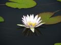 Water lily at Ndegi