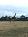 Giraffe on the plains