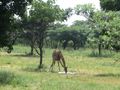 Giraffe drinking at Kibu hide near Mara camp