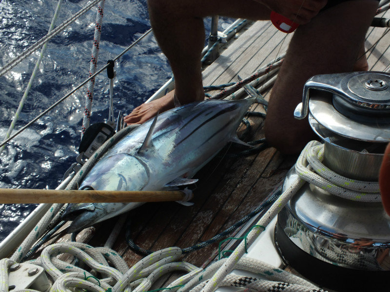 20kg bonito tuna