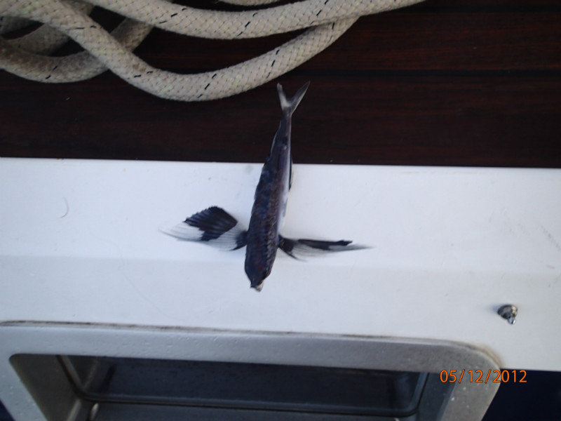 Flying fish (small one) found in the scuppers