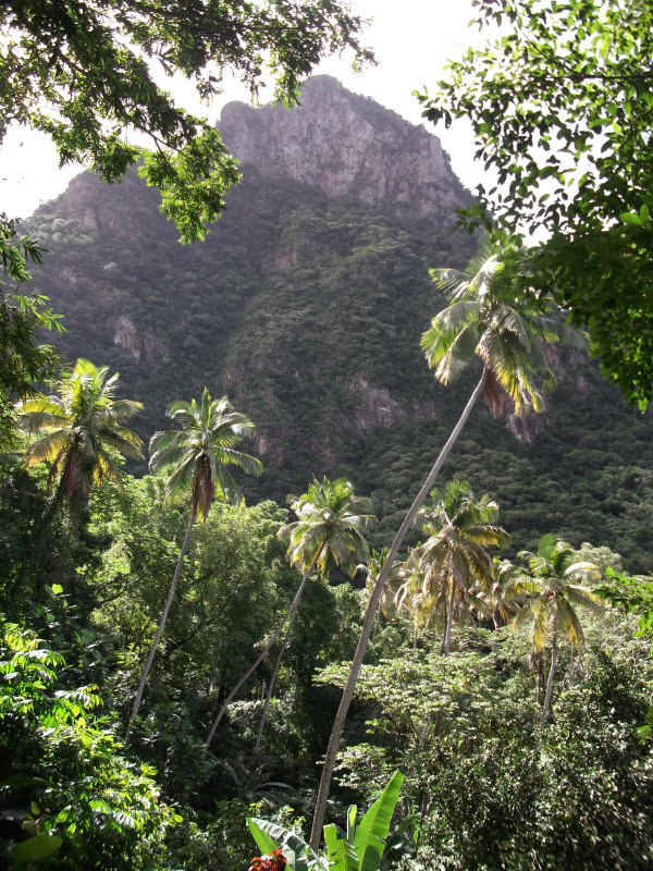 St Lucia rainforest tour