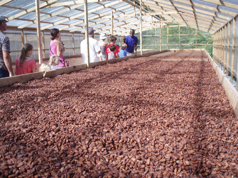 Drying out the cocoa beans