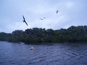 Frigate bird sanctuary