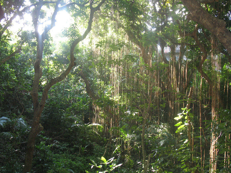 Ottley Plantation jungle walk
