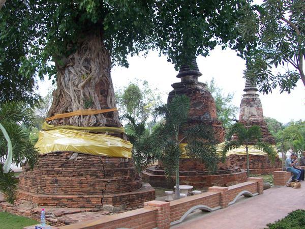A Tree takes over a Stupa