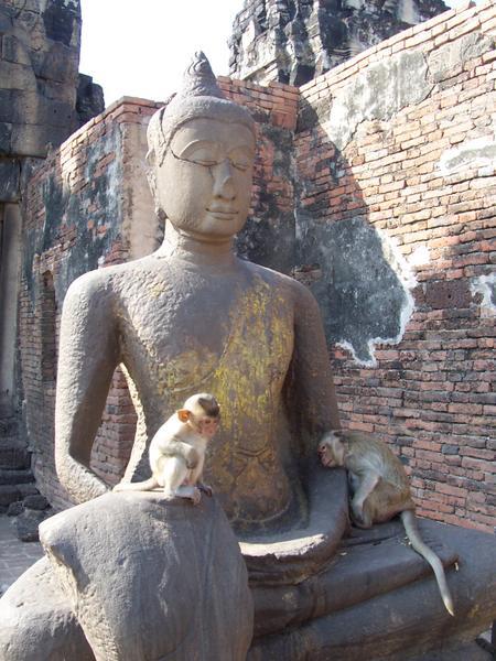 Even monkeys love buddha