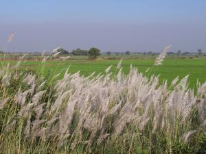 rice fields with silver grass in foreground