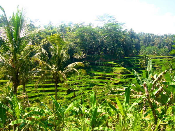 Gorgeous rice terraces in Tegallalang