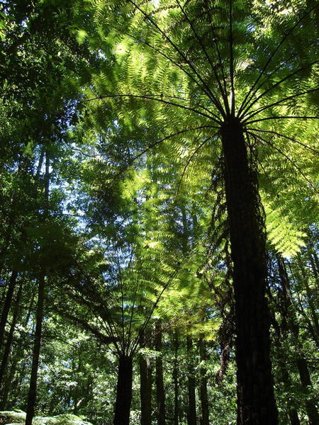 Katoomba - rainforest