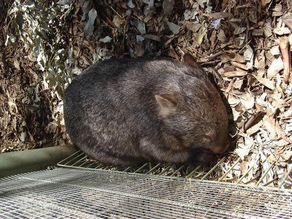 Sleepy wombat