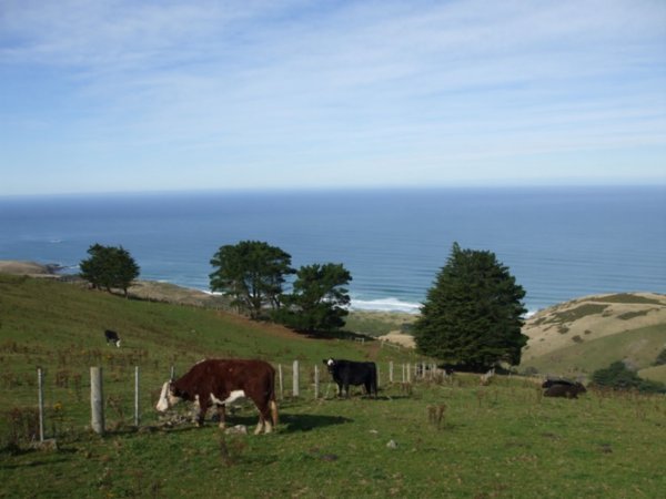 Cows & beach