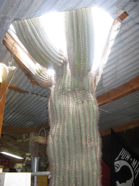 Oatman Cactus,,,,inside the store.....